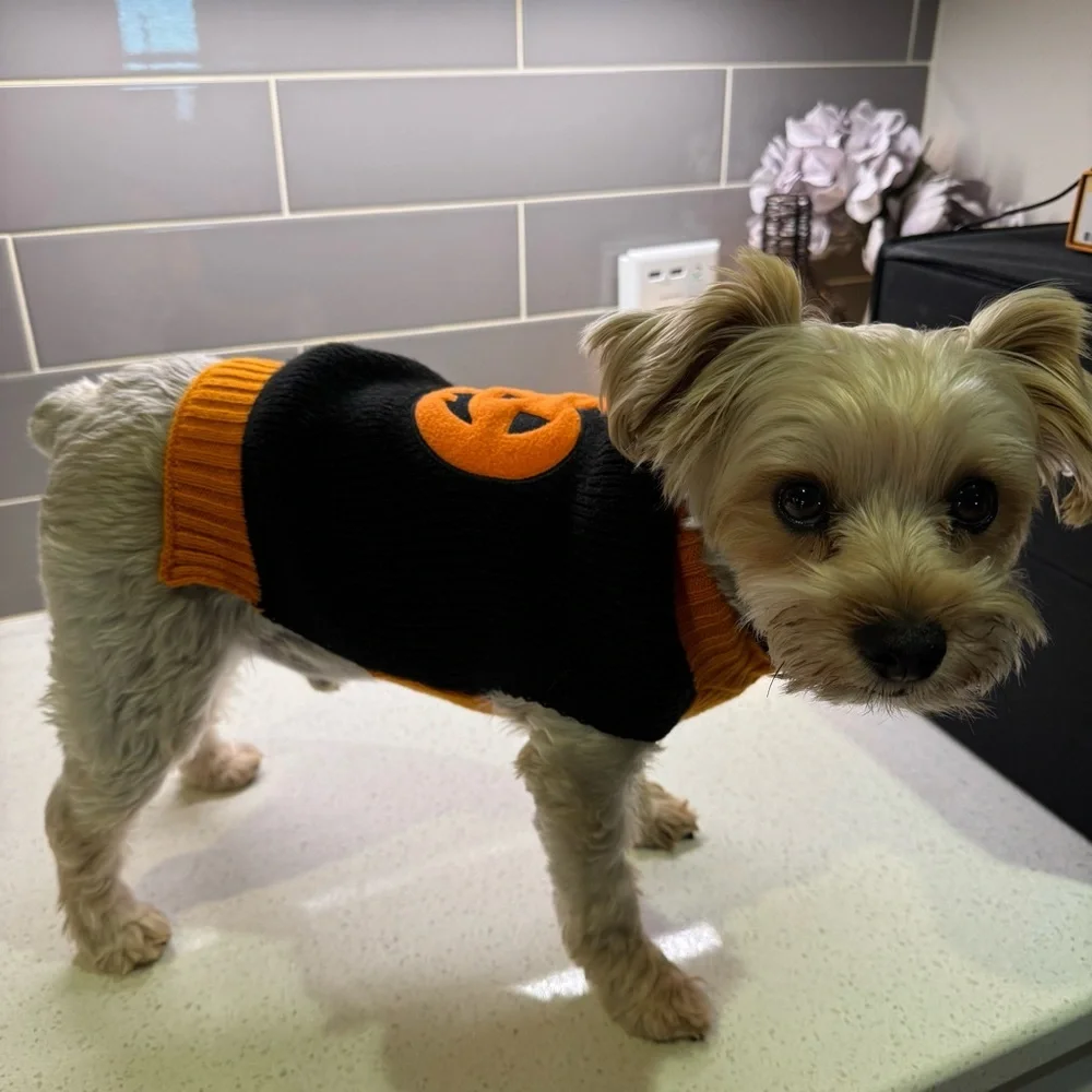 Halloween Dog Sweater with Pumpkin Design - Small